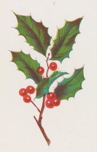 Holly, 1862.