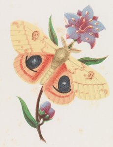 Rikkiriikinkukko, 1862.