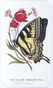Keltainen Swallowtail, 1860.