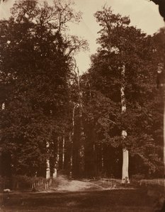 Metsä Saint-Cloudissa