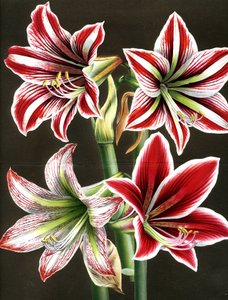 AMARYLLIS HIPPEASTRA (kaiverrus) tekijältä Louis Van Houtte