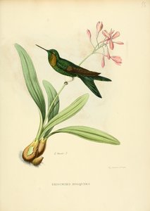 Eriocnemis moskeija