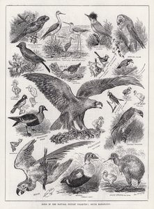 Birds in the Natural History Collection, South Kensington (kaiverrus) tekijältä Louis Wain