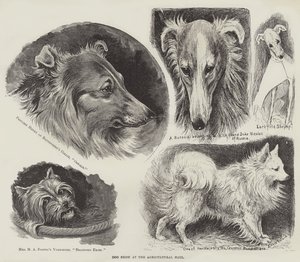 Koiranäyttely Maataloushallissa tekijältä Louis Wain