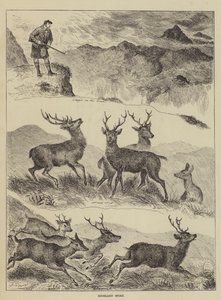 Highland Sport tekijältä Louis Wain