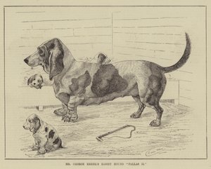 George Krehlin Basset Hound Pallas II -koira tekijältä Louis Wain