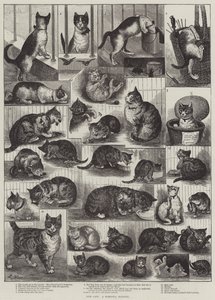 Kissamme, kotihistoriaa tekijältä Louis Wain