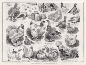 Siipikarja- ja kyyhkysnäyttely Crystal Palacessa (kaiverrus) tekijältä Louis Wain