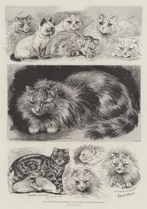 Voittajat National Cat Club Show
