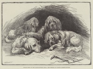 Kuninkaalliset koirat maataloushallissa, Walesin prinssin basset-koira tekijältä Louis Wain