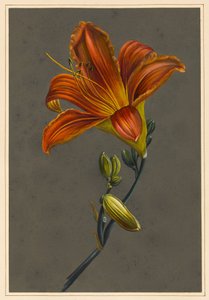 Hemerocallis (Daylily), 1830 (rungon väri paperille, jossa on esivalmistettu pohja) tekijältä Louise DOrleans
