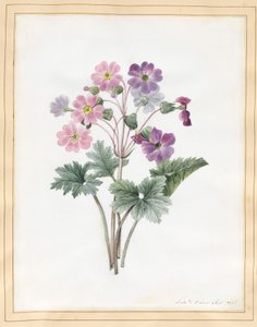 Hybrid Auricula (WC vellumilla)