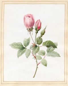 Vaaleanpunainen ruusu ja silmut, 1826 (wc jossa hieman vartaloväriä perunakalvolla)
