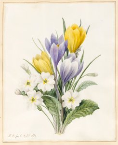 Valkoiset primroosit ja varhaiset hybridikrokukset, 1830 (wc, jossa on jonkin verran kehysväriä vellumilla). tekijältä Louise DOrleans