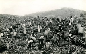 Teetä kyniminen, maatila, Ceylon, n. 1900-1930 (mv/w kuva)