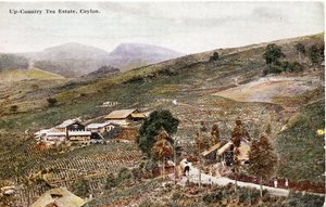 Up-Country Tea Estate, Ceylon, noin 1900-20 (käsiväritetty valokuva).