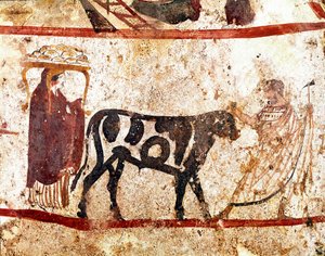 Härkä johtaa uhrausalttarille Lucanian freskon 4. vuosisadalta eKr. Andriuolo-hautausmaa Paestumista Italiasta. Museo nazionale archeologico, Paestum