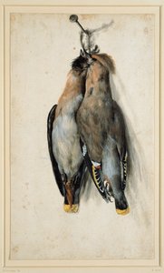 Kaksi kuollutta Bohemian Waxwings tekijältä Lucas Cranach the Elder
