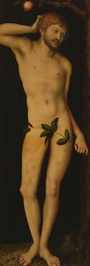 Adam, 1528 tekijältä Lucas Cranach the Elder