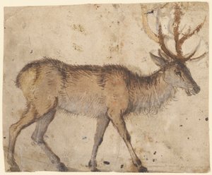 Tutkimus hirvestä (etusivu); Tutkimus vuohista (kääntöpuoli). tekijältä Lucas Cranach the Elder