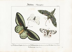 Perhoset ja Oleander Hawk-moth -perhonen