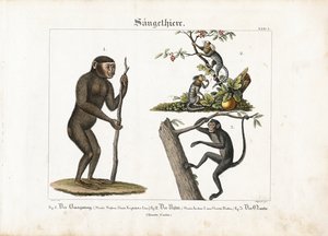 Kädelliset: Orangutan, Marmoset ja Hämähäkkiapina.