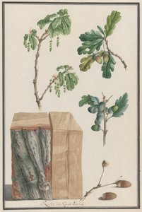 Tutkimuksia englantilaisen tammen Quercus robur, 1788 kukista, hedelmistä ja rungosta. tekijältä Ludwig Pfleger