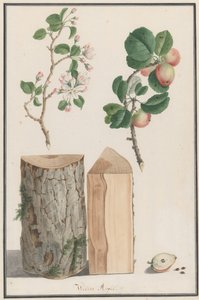 Tutkimuksia villiomenapuun Malus sylvestris rungosta, kukista ja hedelmistä, 1788. tekijältä Ludwig Pfleger