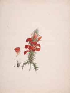 Acanthus Sennii Chiov. : desenho finalizado com detalhes adicionadosfinnish tekijältä Luigi Balugani