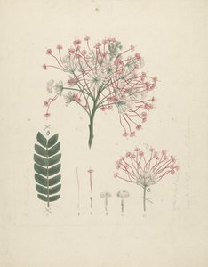Albizia gummifera (J.F. Gmel.) C.A. Sm. (Gummy Albizia Tree): valmis piirros kukkivasta versonpäästä, jossa yksityiskohdat kukinnasta, kukista ja lehdistä tekijältä Luigi Balugani
