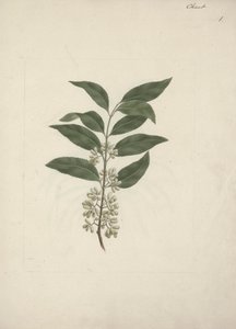 Tarina Edulis Forsk. (Khat): Valmis piirustus tekijältä Luigi Balugani