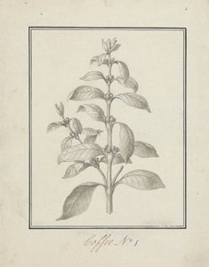 Coffea arabica L. (Arabica Coffee): valmis piirros vehreästä versosta ja marjoista
