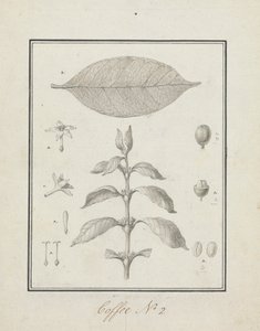Coffea arabica L. (Arabica Coffee): valmis piirros vehreästä versosta, jossa on yksityiskohtia kukista, lehdistä ja hedelmistä tekijältä Luigi Balugani