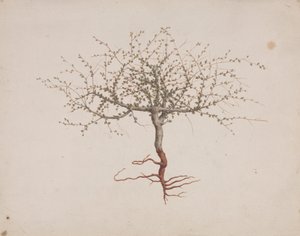 Commiphora gileadensis (L.) C. Chr. (Balm of Gilead, Opobalsam): valmis piirtäminen, jos puun tapa (juurineen)
