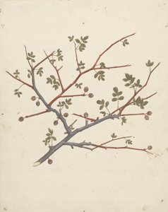 Commiphora gileadensis (L.) C. Chr. (Balm of Gilead, Opobalsam): valmis piirros hedelmäoksasta