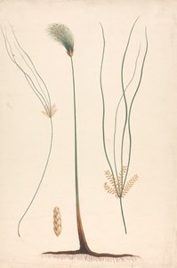 Cyperus papyrus L. (Papyrus Sedge): valmis piirros höyrystä ja kukinnasta, kukinnan yksityiskohdat vasemmalla ja oikealla