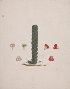 Euphorbia abyssinica J.F. Gmel. (Ethiopian Tree-Spurge): valmis piirros yksittäisestä rungosta, yksityiskohdat kokonaisista ja leikatuista hedelmistä