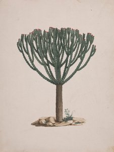 Euphorbia abyssinica J.F. Gmel. (Ethiopian Tree-Spurge): valmis piirros puun tavasta