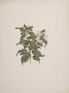 Jasminum dichotomum Vahl (afrikkalainen jasminum): valmis piirros tekijältä Luigi Balugani