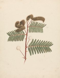 Mimosa pigra (L.): valmis piirustus