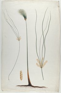 Papyrus (kasvin ja juuren yksityiskohta), James Abessinian Brucen (1730-94) mukaan (wc grafiitin päällä paperilla)