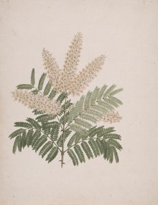 Pterolobium stellatum (Forssk): valmis piirustus tekijältä Luigi Balugani