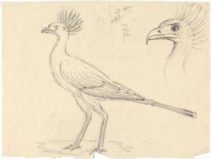 Sihteeri Bird tekijältä Luigi Balugani