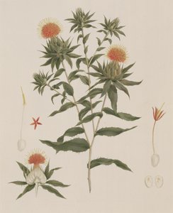 Sussa (Lehdet, kukat ja yksityiskohdat) aiemmin James Bruce (1730-94) (wc grafiitin päällä paperilla)