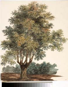 Puu (akvarelli, noin 1825) tekijältä Luigi Garibbo