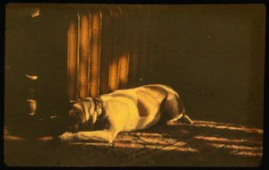 Värivalokuva nukkuvasta koirasta auringonvalossa Autochrome LumiÃ¨re -valokuvalla ja 35 mm:n... tekijältä Luis Marden