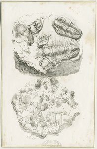 Dudley - Fossiilit: litografia, nd [n. 1825] (painokuva) tekijältä Luke Booker