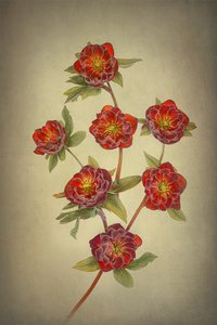 Kaksinkertaiset Queen-hellebore-kukat