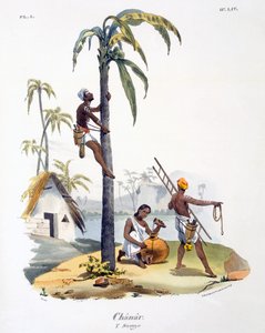 Nadar-kastiin kuuluva mies kiipeämässä palmuun, 1827-35.
