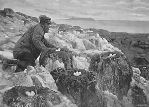 Merimetsojen pesät, Farnesaaret, c1896
